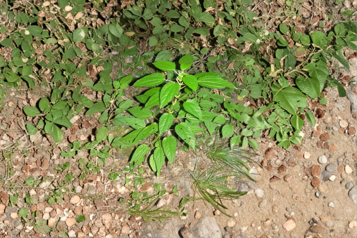 Smallspike False Nettle Seeds – 100 Native Perennial Seeds for Wetlands, Woodland Gardens, Boehmeria cylindrica