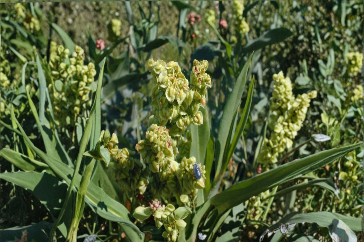 Rumex Altissimus Pale Dock Seeds – 100 Native Tall Perennial for Meadows, Wetlands & Naturalized Landscapes