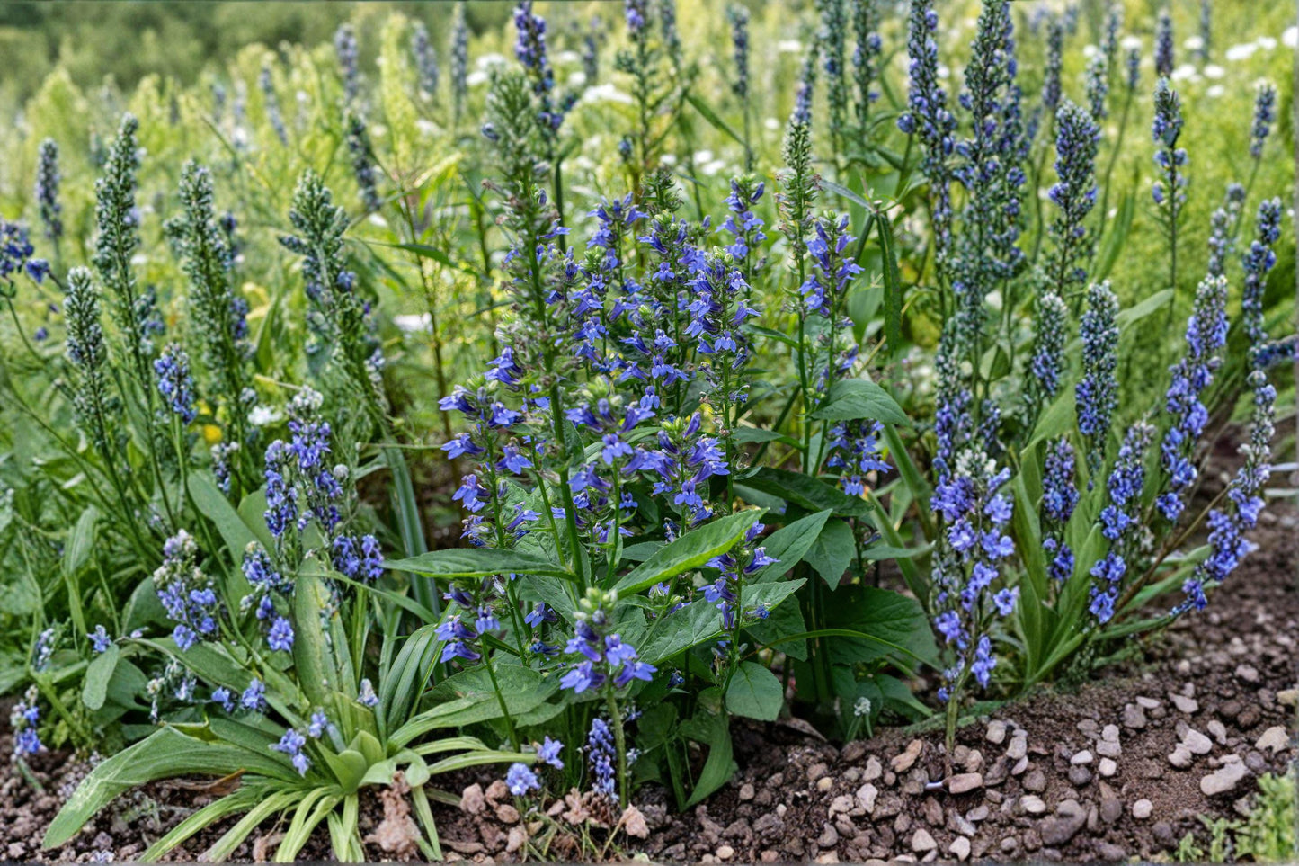 Blue Lobelia Seeds – Native Wildflower for Pollinator Gardens, Lobelia siphilitica, Vivid Blue Flower Spikes, Moist Soil, Perennial