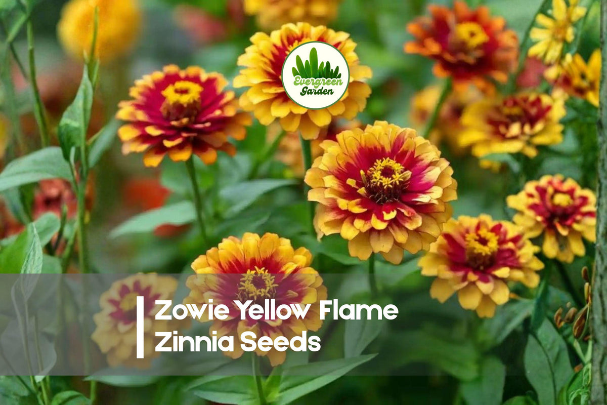Zowie Yellow Flame Zinnia Seeds – Bi-Color Yellow and Red Blooms, Heat-Tolerant, Vibrant Cut Flowers, Pollinator Attracting, Zinnia elegans