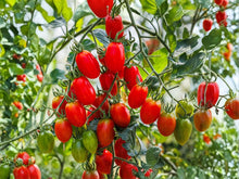 Roma Tomato Seeds – Paste/Plum Heirloom Garden Vegetable – 30 Seeds for Sauce, Canning, Cooking