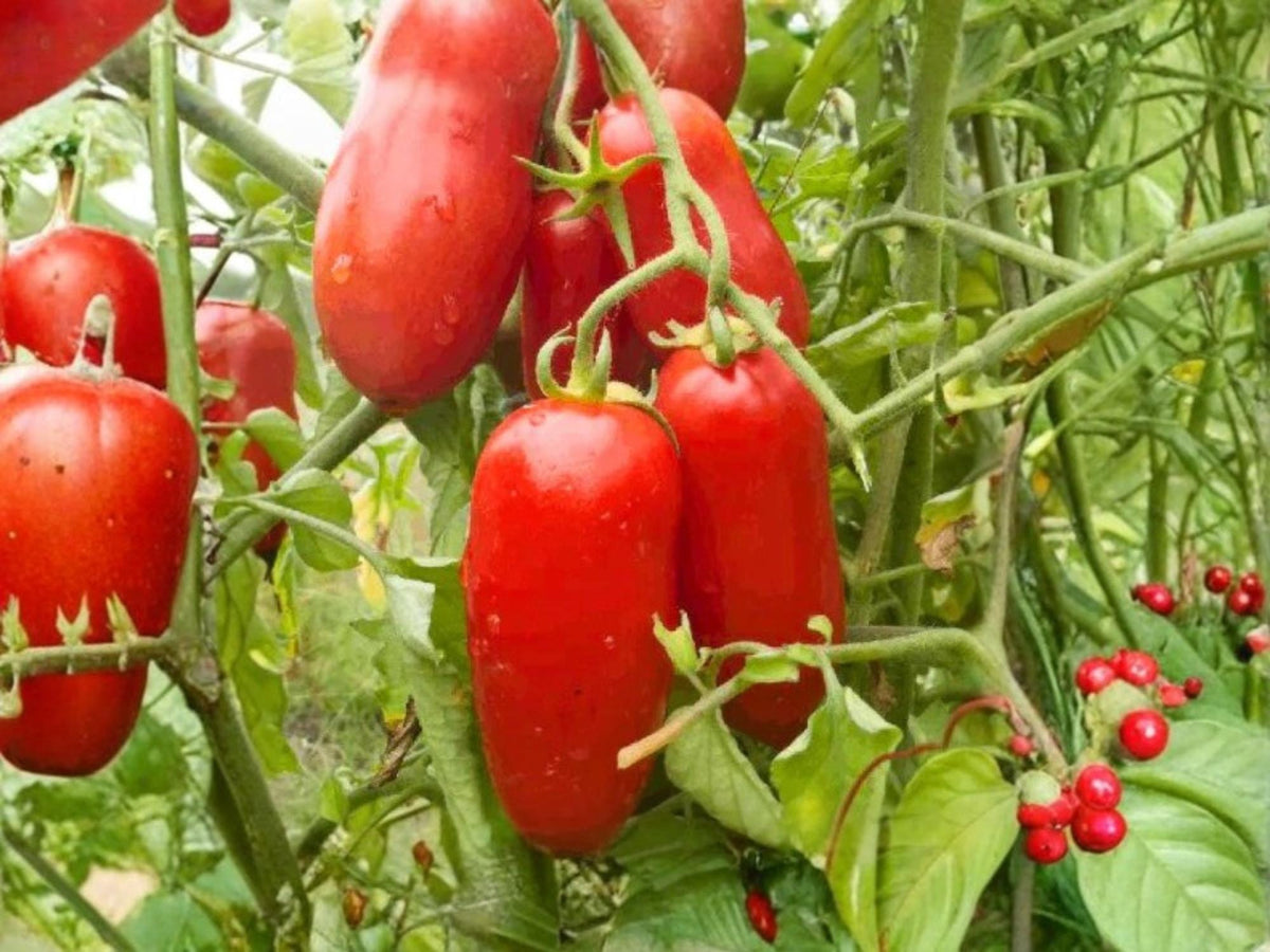 San Marzano Tomato Seeds – Indeterminate Paste Heirloom – Italian Garden Vegetable – 30 Seeds