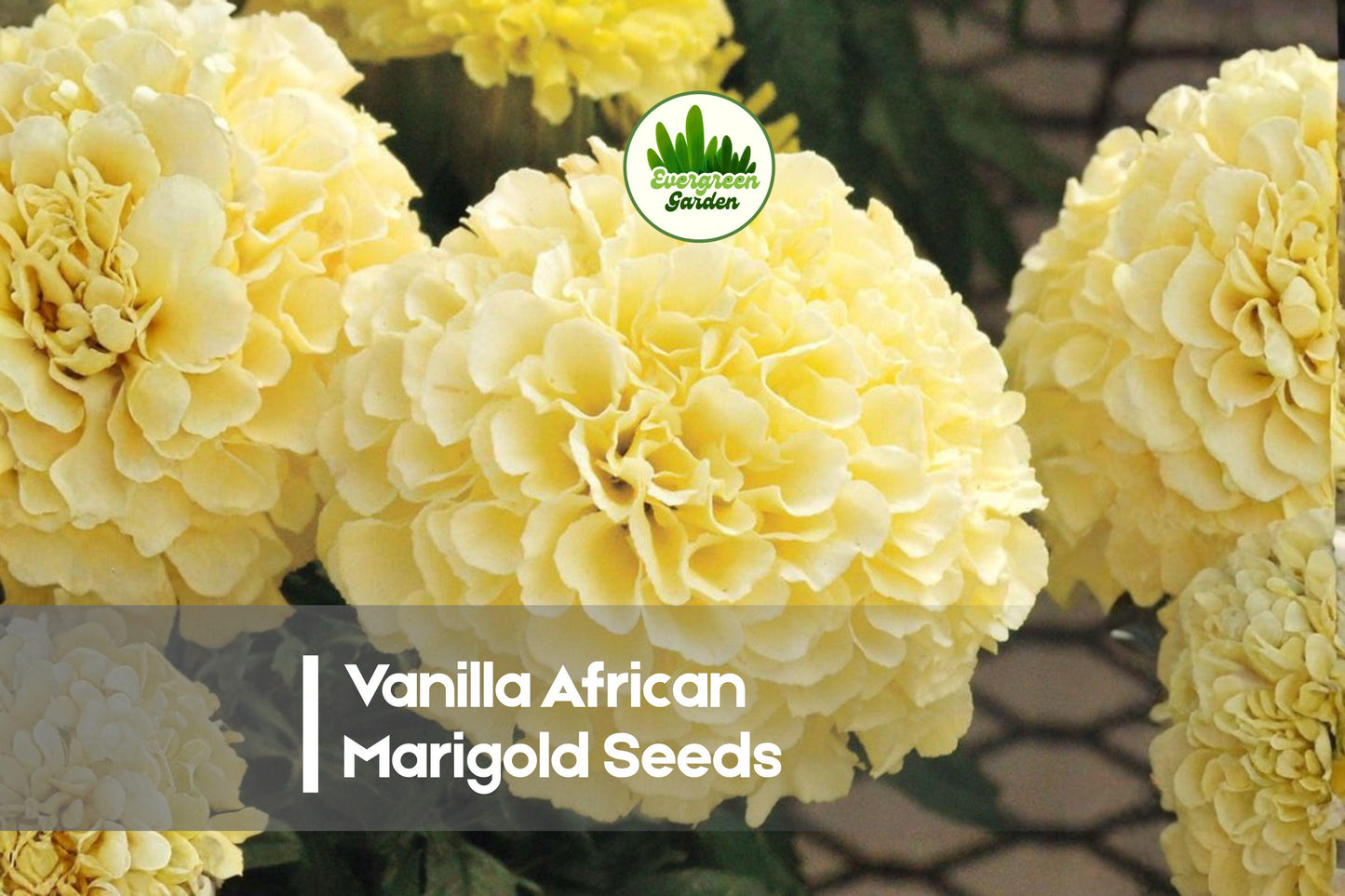 Vanilla African Marigold Seeds | 25+ Creamy White Full Bloom Annual Flower | Tagetes erecta