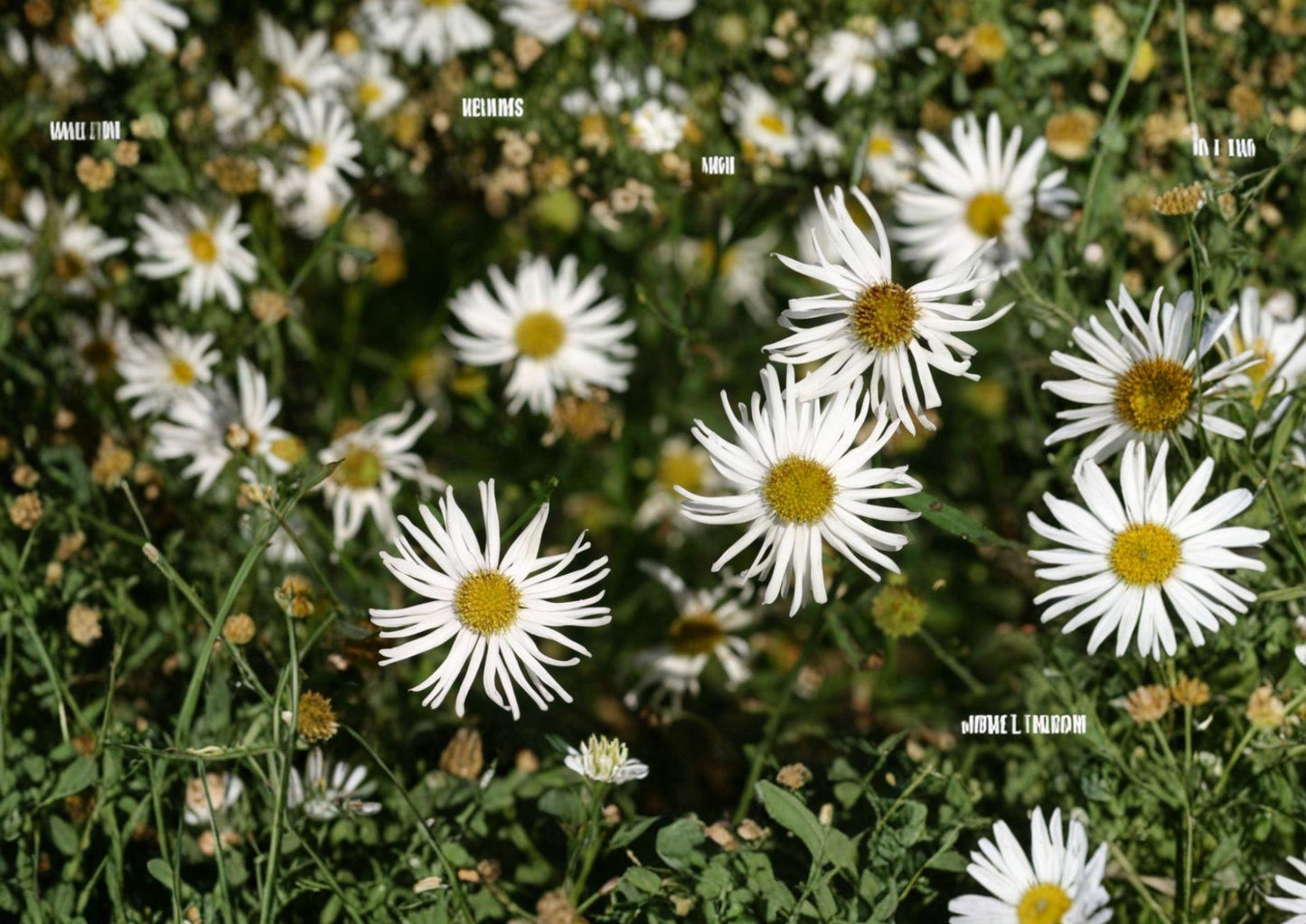 False Aster Seeds – White Dolls Daisy, Native Pollinator Wildflower, Boltonia asteroides, 500 Seeds for Meadow, Border & Wildlife Gardens