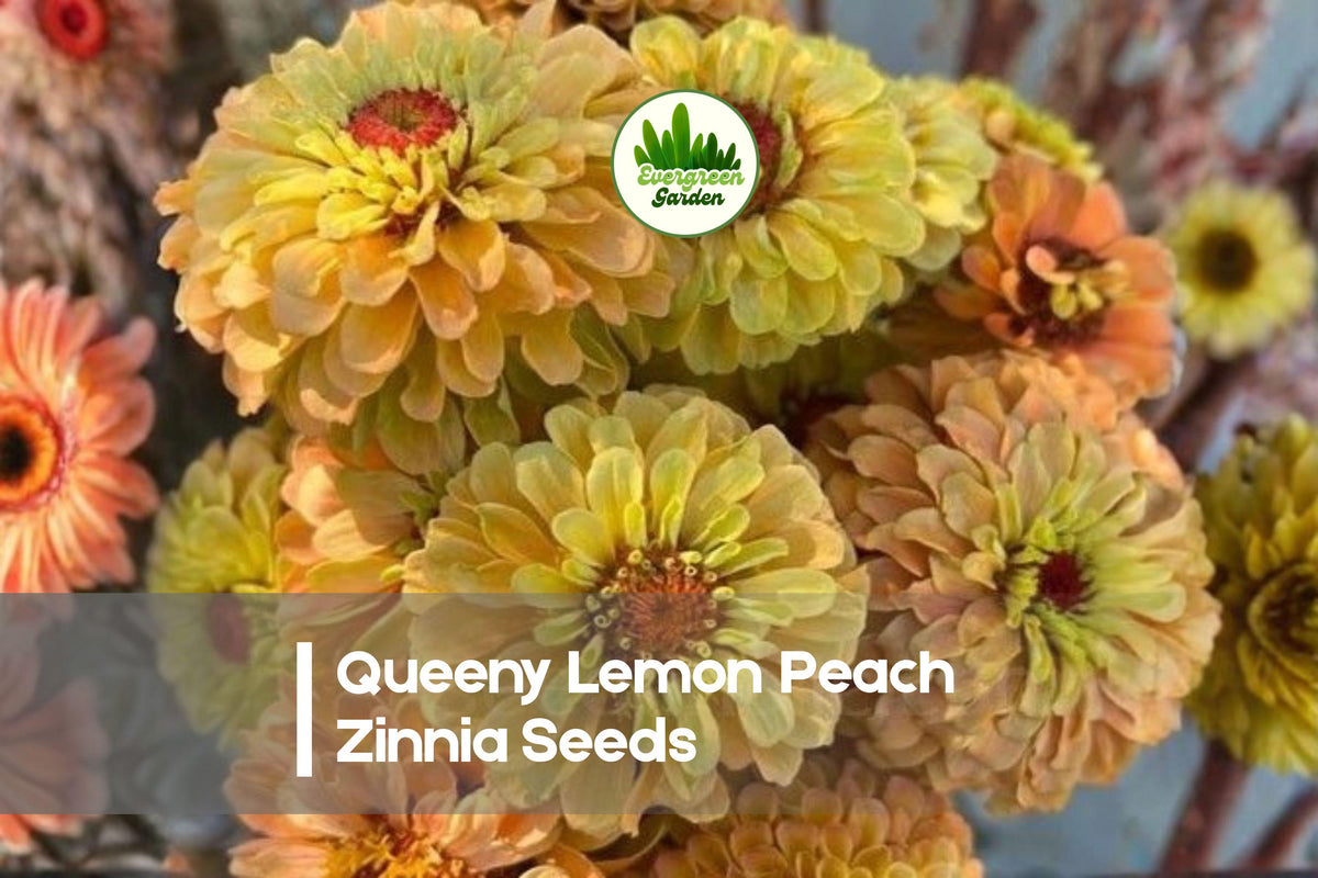 100+ Queeny Lemon Peach Zinnia Seeds | Pastel Ombré Blooms | Dahlia-Style Flowers | Full Sun Annual Garden Seeds