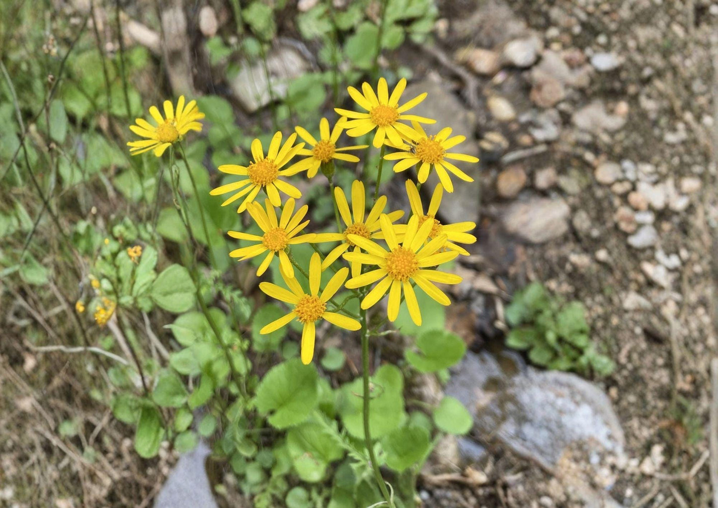 Golden Ragwort Seeds – Native Woodland Wildflower, Shade Ground Cover, Packera aurea, Bright Yellow Spring Blooms, Pollinator Friendly