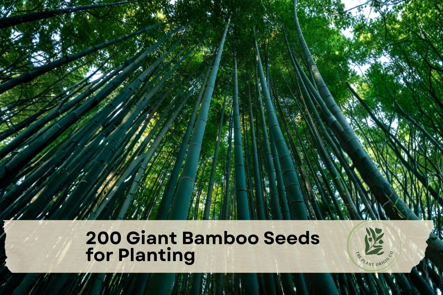 Giant Bamboo Seeds for Planting – Moso Bamboo (Phyllostachys edulis) – Ornamental Perennial Grass for Landscape