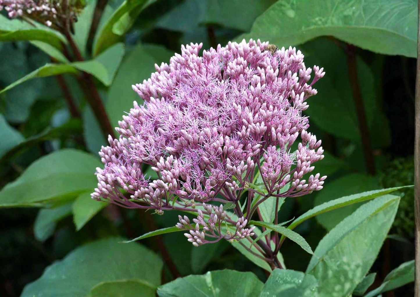 Eutrochium fistulosum Hollow Joe Pye Weed Seeds – Pink Purple Wildflower, Pollinator-Friendly Wetland Perennial, Native Butterfly Magnet