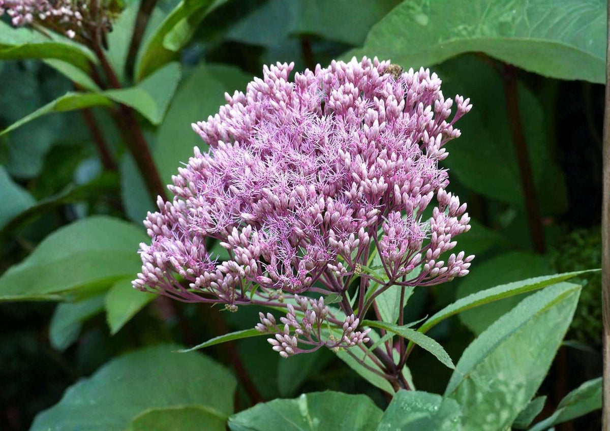 Joe Pye Weed Seeds | Eutrochium fistulosum | Pink Purple Flower Clusters | Wetland Native Perennial for Pollinators