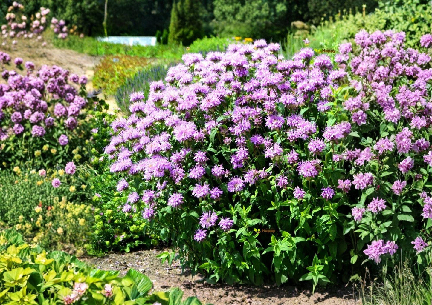 Wild Bergamot Seeds - Lavender Bee Balm, Pollinator Flower, Monarda fistulosa, 100 Seeds for Prairie & Meadow Gardens