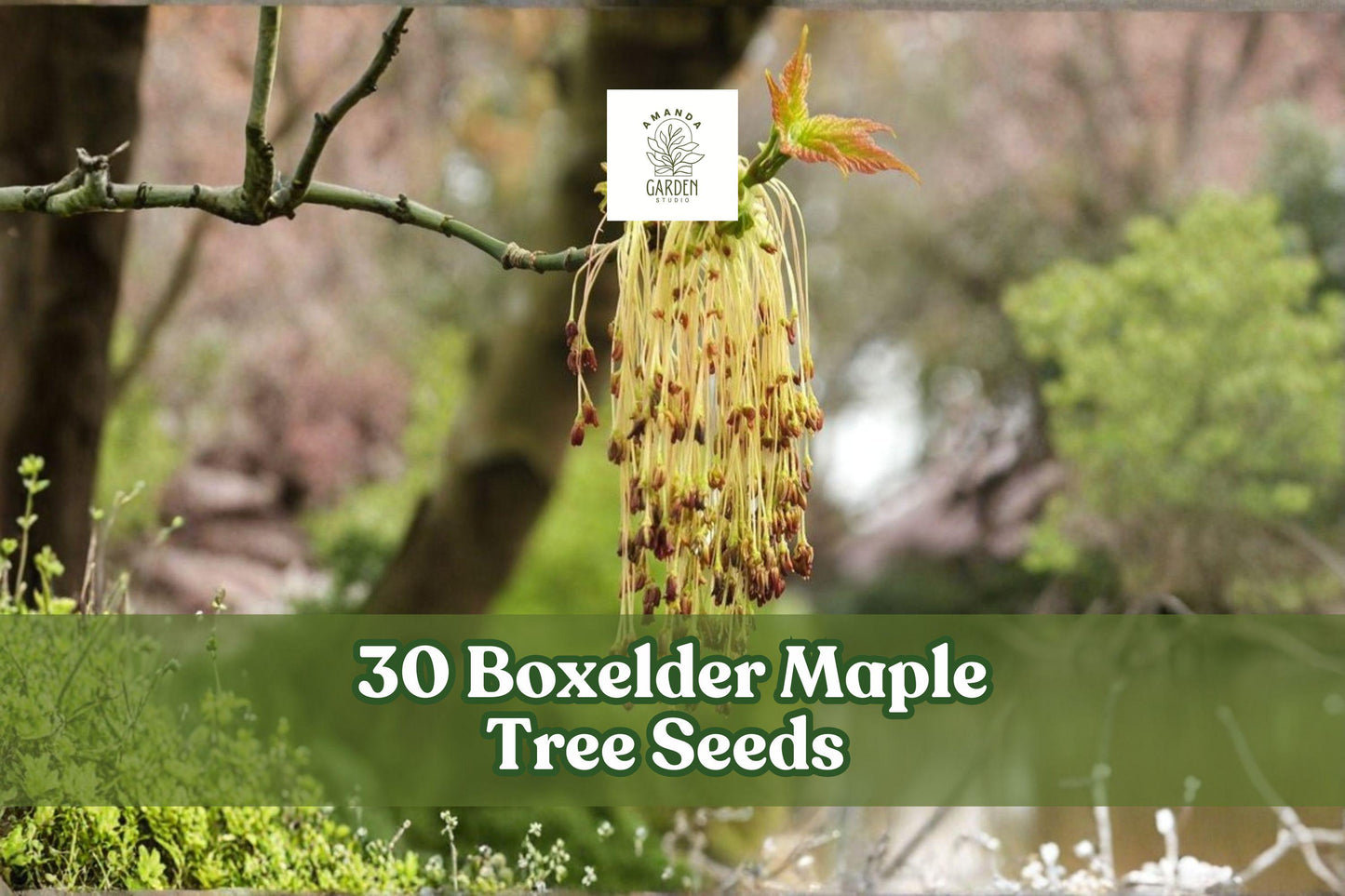 Boxelder Maple Tree Seeds, Acer negundo, Fast-Growing Deciduous Tree for Landscaping & Planting