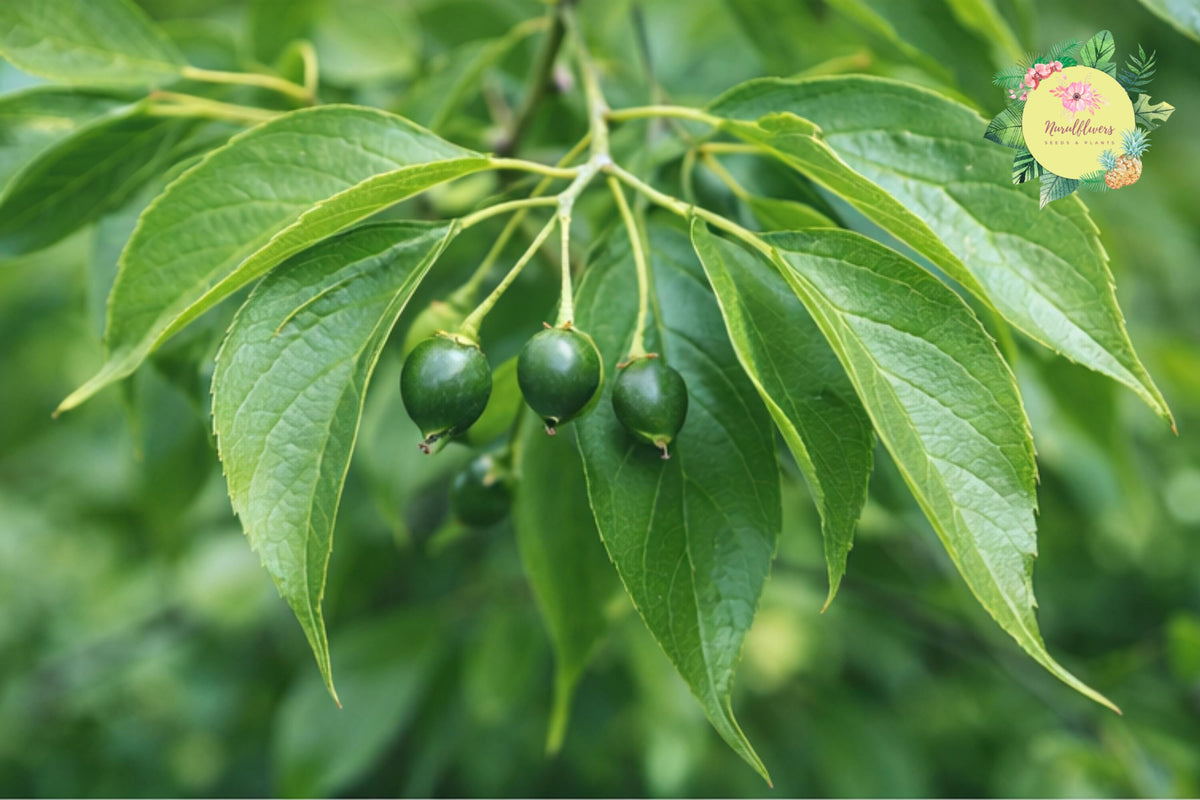 Bare-root Hackberry Trees, Celtis Occidentalis, Native Shade Trees for Landscaping and Reforestation, Drought Tolerant, 3 Pack