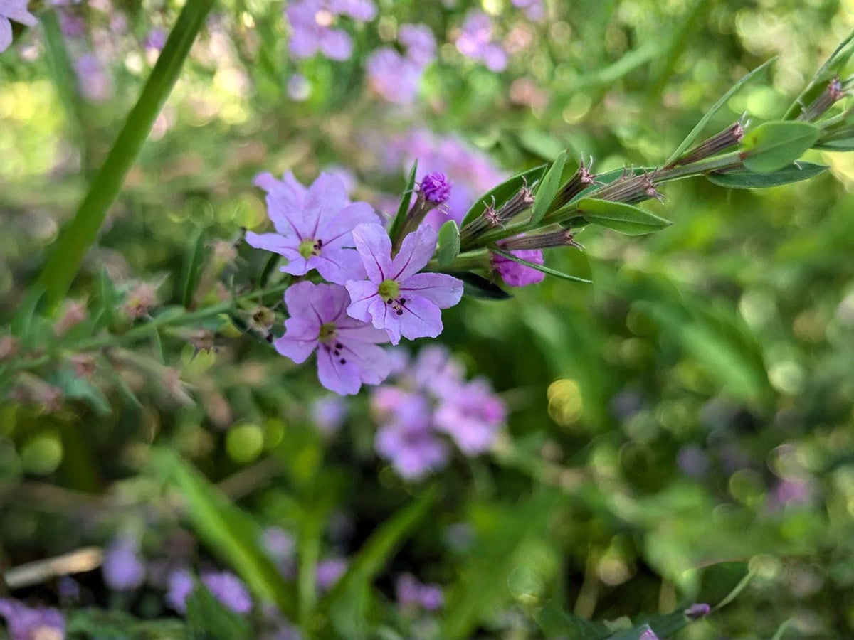 Winged Loosestrife Seeds – 1000 Native Wetland Wildflower Seeds for Pollinator Gardens, Lythrum alatum, Pink to Lavender, Moist Soil