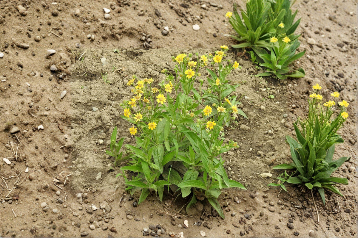 Meadow Arnica Seeds - Yellow Wildflower, Pollinator Garden, Native Perennial, Arnica chamissonis