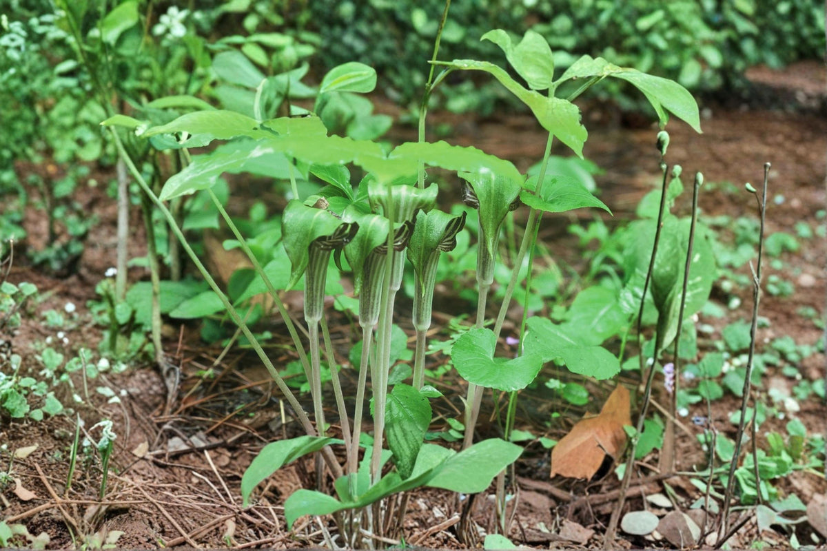 Jack-in-the-Pulpit Seeds - Native Woodland Shade Perennial - Arisaema triphyllum, Exotic Hooded Flowers, Native Plant for Shade Gardens