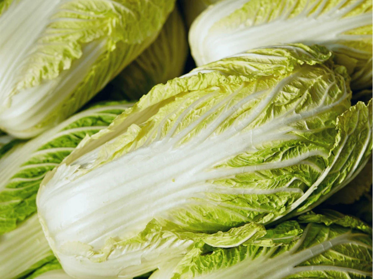 Michihli Chinese Cabbage Seeds – Heirloom Napa Type, Crisp & Fast Growing, Non-GMO, 300 Seeds
