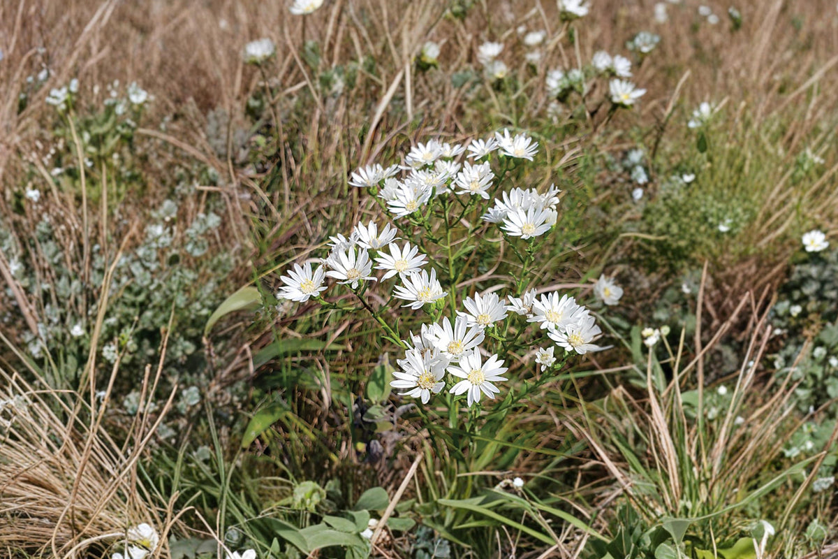 Upland White Goldenrod Seeds - Native Prairie Wildflower - Oligoneuron album Pollinator Attracting Perennial Seed