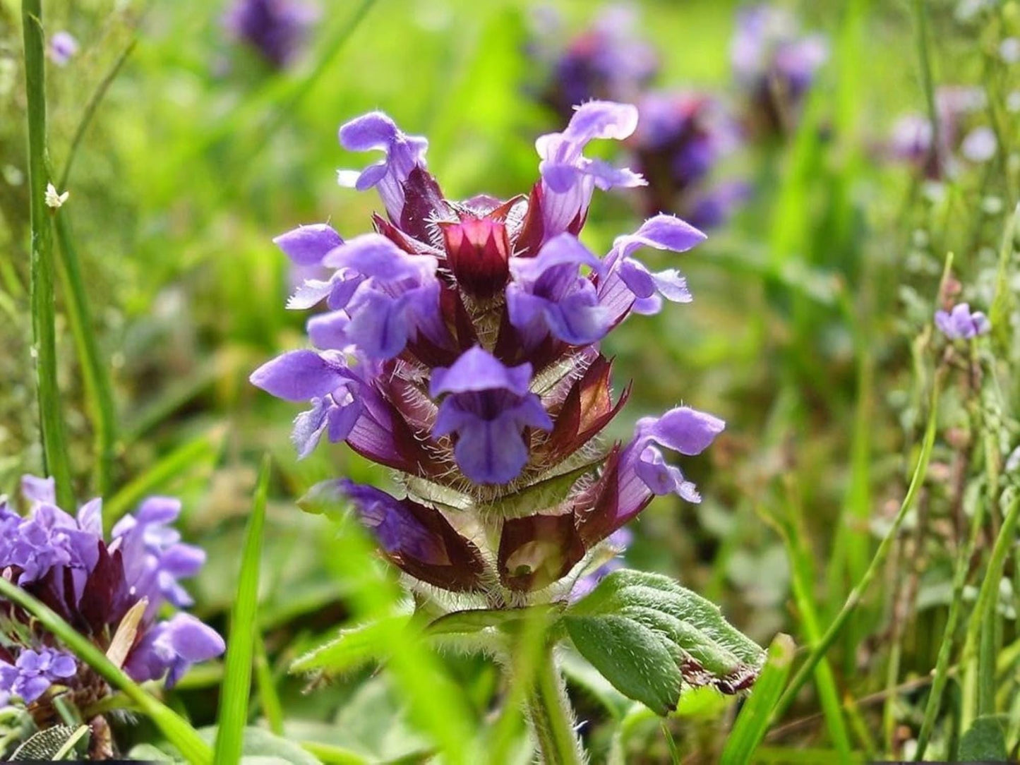 Heal All Herb Seeds – Prunella vulgaris, Medicinal Wildflower, Purple Flower, Perennial Groundcover, 100 Seeds