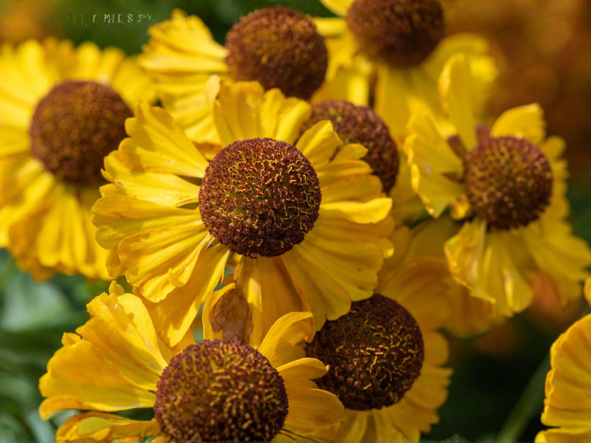 Helenium autumnale Seeds – Native Perennial Wildflower with Bright Yellow Daisy Blooms – Autumn Sneezeweed, Helen’s Flower, 100 Seeds