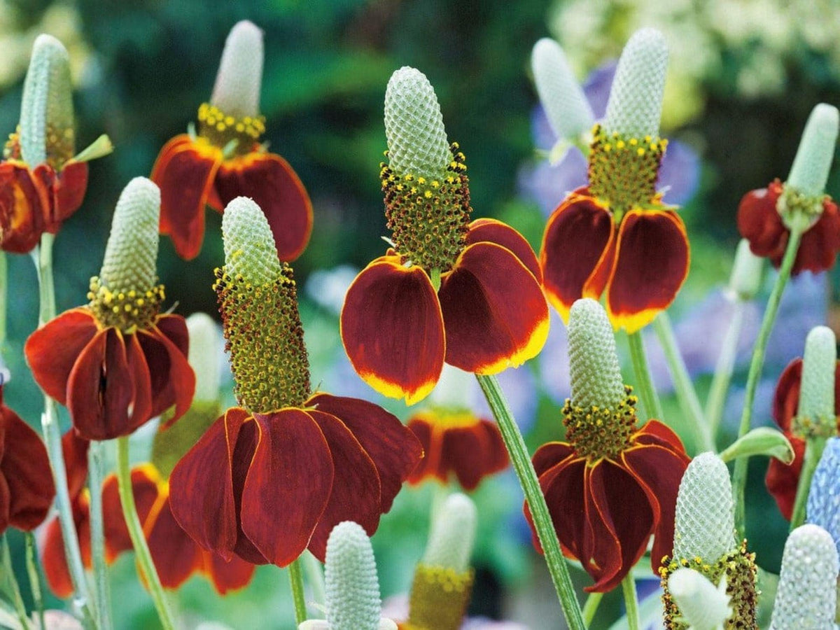 Mexican Hat Flower Seeds – Prairie Coneflower, Pollinator Garden, Native Wildflower, Drought-Tolerant, Ratibida columnifera