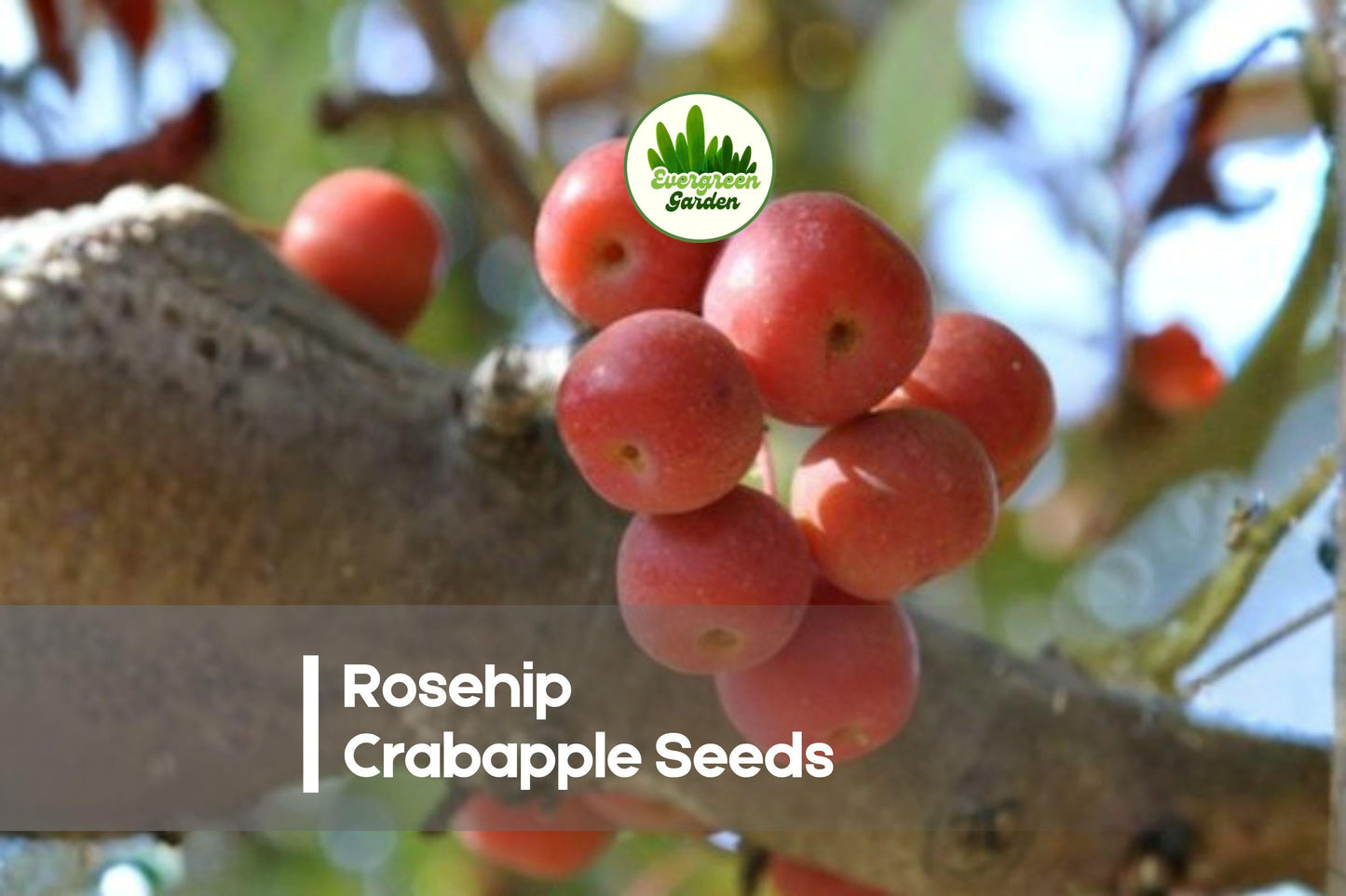 25+ Rosehip Crabapple Seeds for Ornamental Trees, Malus spp., Vibrant Spring Blooms, Decorative Fruits, Pollinator Attractant
