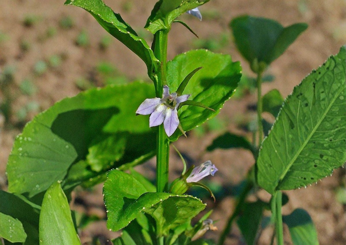 Indian Tobacco Seeds – Lobelia inflata Native Wildflower, Pale Blue Tubular Blooms, Inflated Seed Pods, 500 Seeds