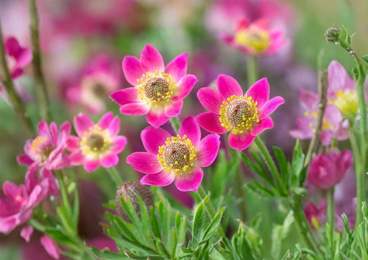 Anemone multifida Seeds – Red & White Windflower, Alpine Perennial, Native Wildflower, Pollinator Friendly, 100 Seeds