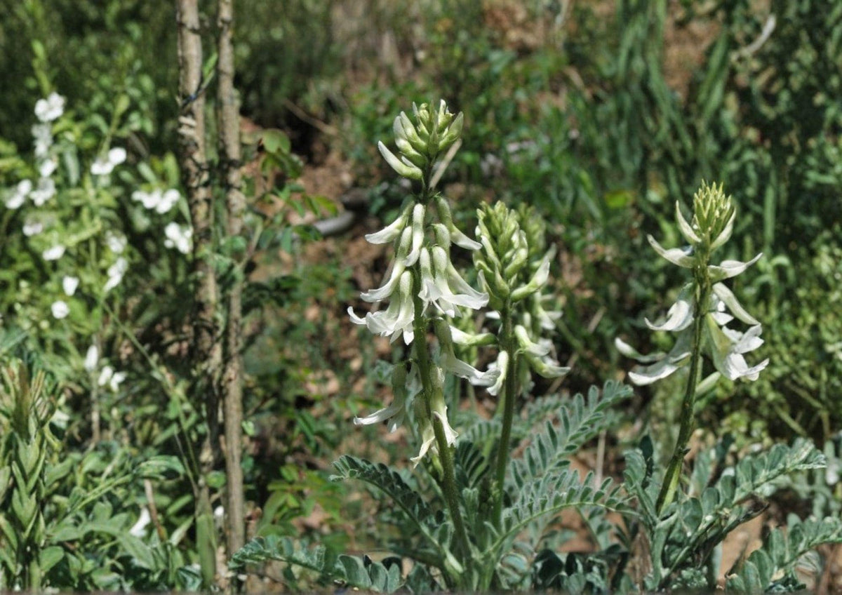 Woolly Milkvetch Seeds - Astragalus drummondii Native Prairie Legume for Drought Tolerance & Pollinator Support