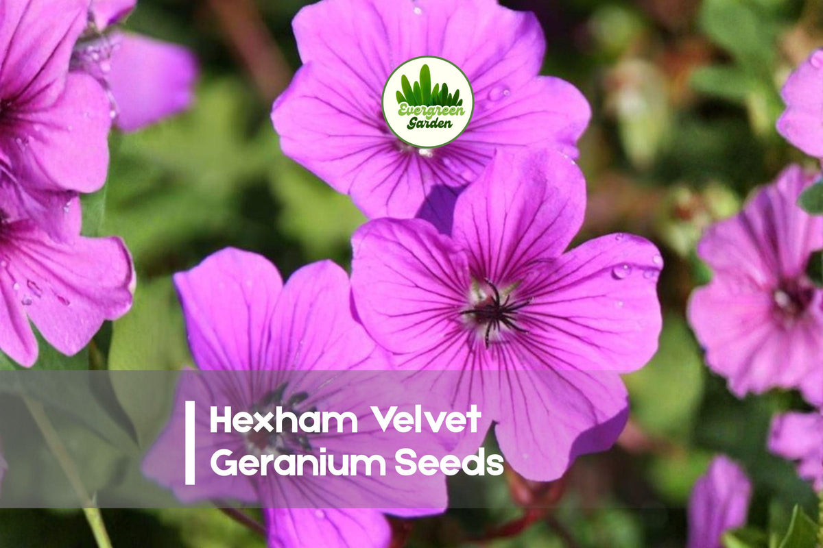Hexham Velvet Geranium Seeds – Deep Red Bloom, Compact Pelargonium × hortorum, 25 Seeds for Garden, Pots & Borders