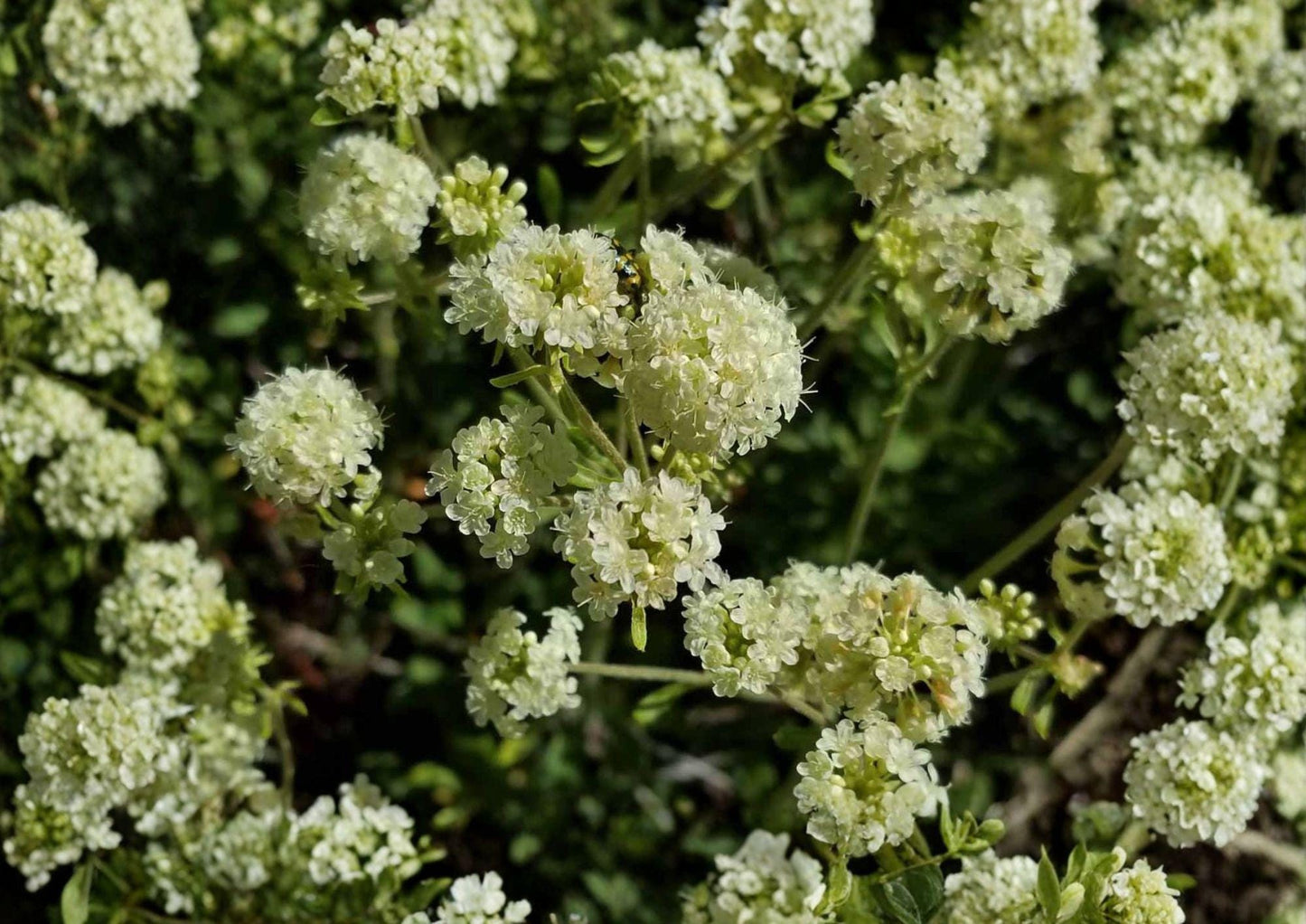 Parsnipflower Wild Buckwheat Seeds - Drought Tolerant Native Perennial for Pollinator Gardens (Eriogonum heracleoides)