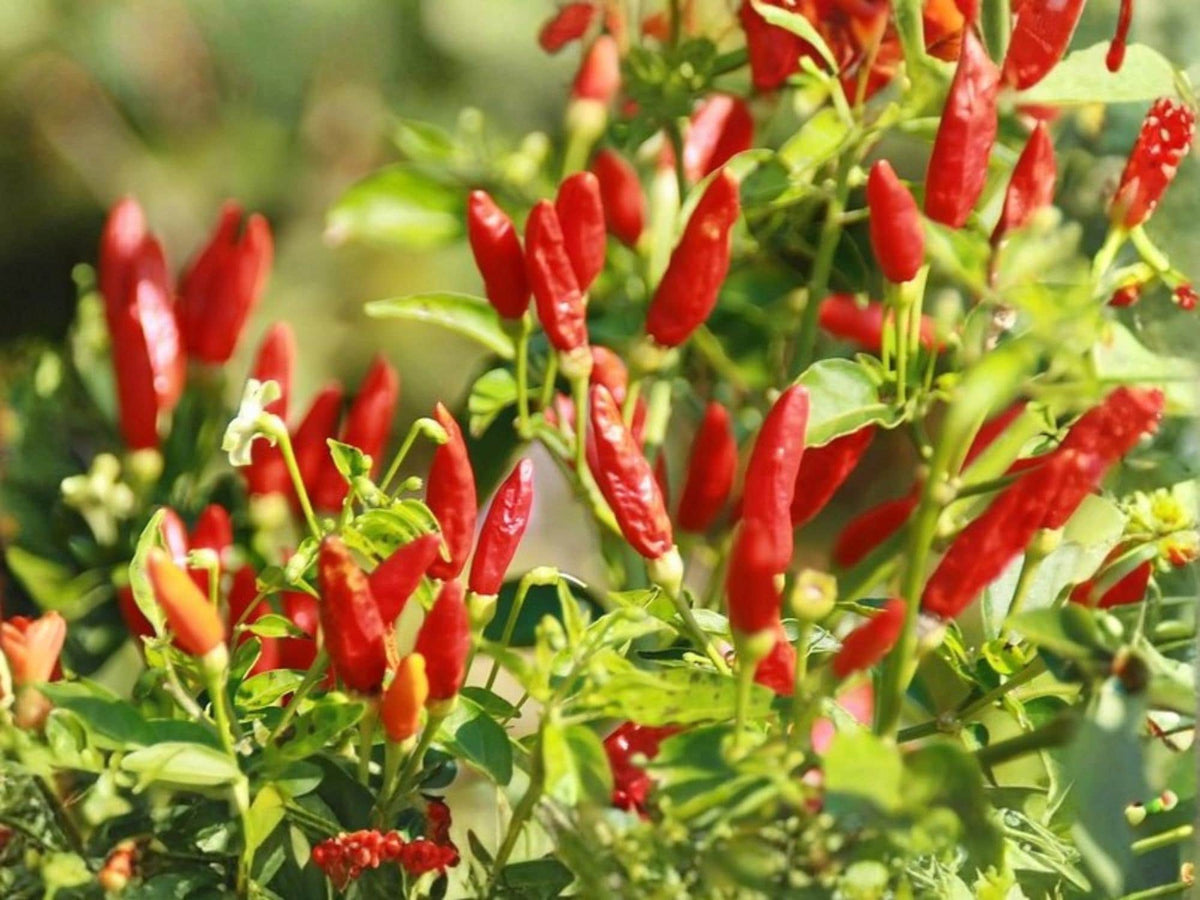 Tabasco Hot Chili Pepper Seeds – Heirloom Variety for Hot Sauce, Container Gardening, 25 Seeds