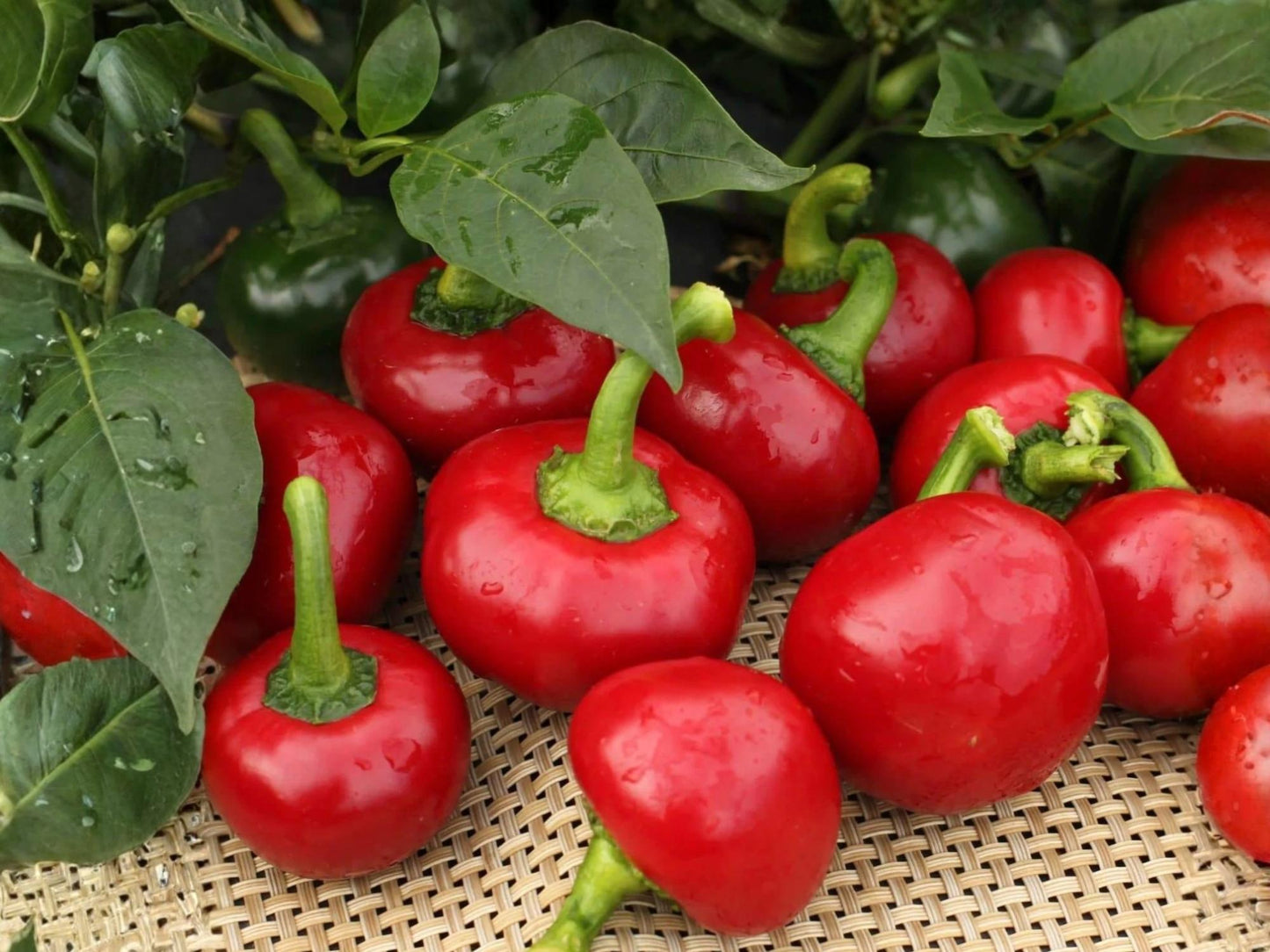 Large Hot Cherry Pepper Seeds – Heirloom Round Spicy Peppers for Pickling, Stuffing & Cooking – 25 Seeds