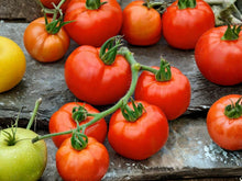 Rutgers Tomato Seeds – Heirloom Slicing Variety – 30 Premium Garden Seeds for Fresh Eating, Canning & Salads