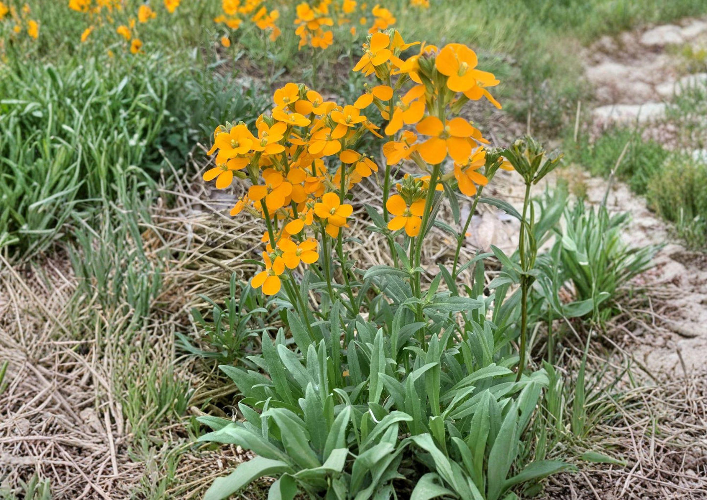 Western Wallflower Seeds – Native Orange Pollinator Plant, Erysimum capitatum, 100 Seeds for Drought-Tolerant Gardens