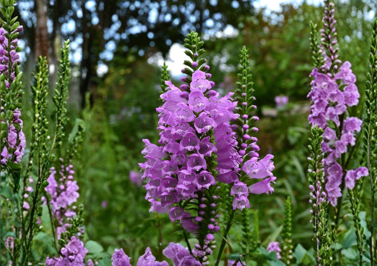 Obedient Plant Seeds – Pink Purple Native Perennial for Pollinator Gardens, Physostegia virginiana