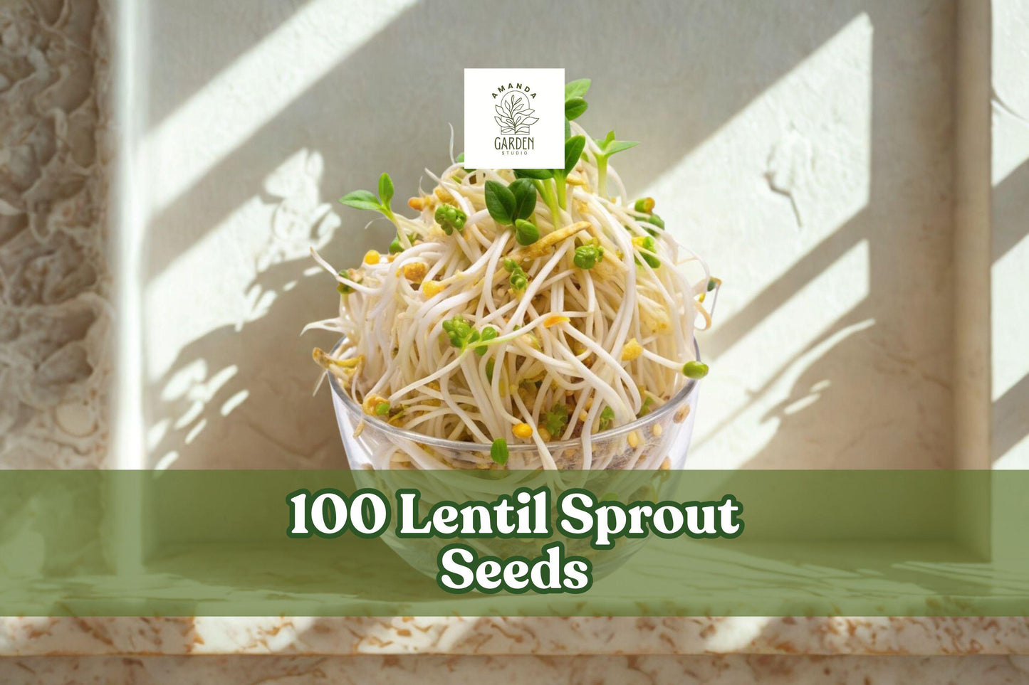 100 Lentil Sprout Seeds for Indoor Sprouting – Lens culinaris, Easy Water-Based Growing