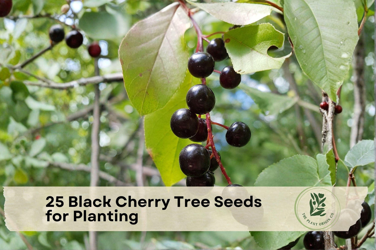 Black Cherry Tree Seeds for Planting – Prunus serotina Native Hardwood, Landscape & Woodland Tree Seeds, Deciduous, Perennial