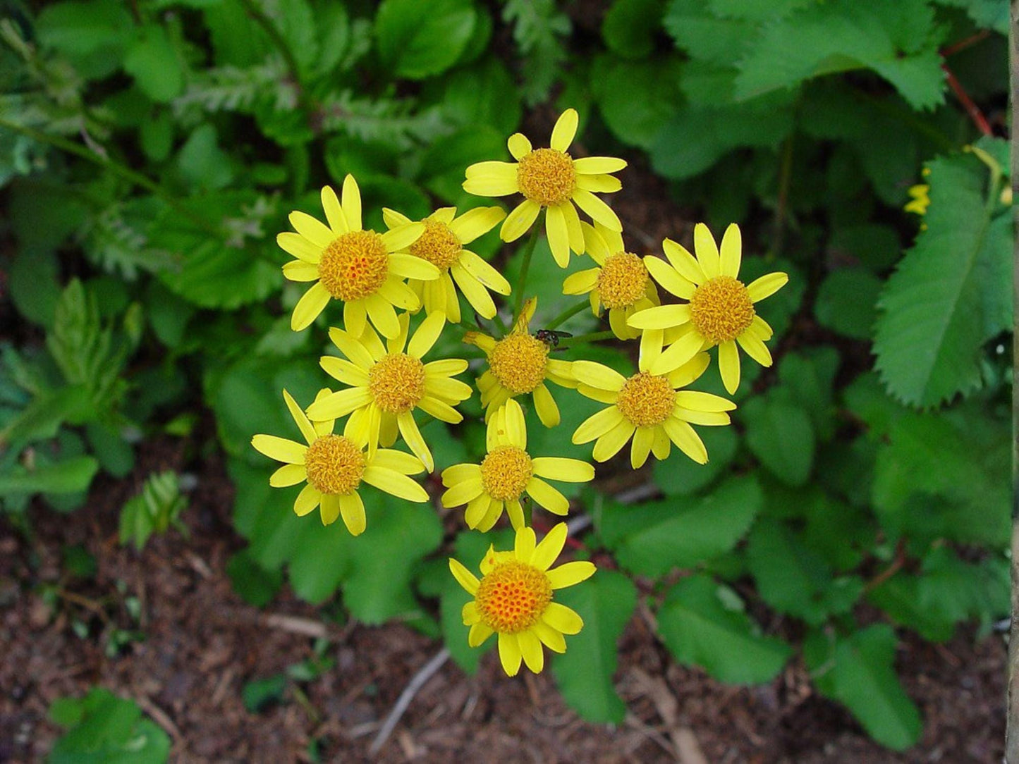 Golden Ragwort Seeds – 75 Packera aurea Native Wildflower for Shade Gardens, Pollinator Support, Erosion Control