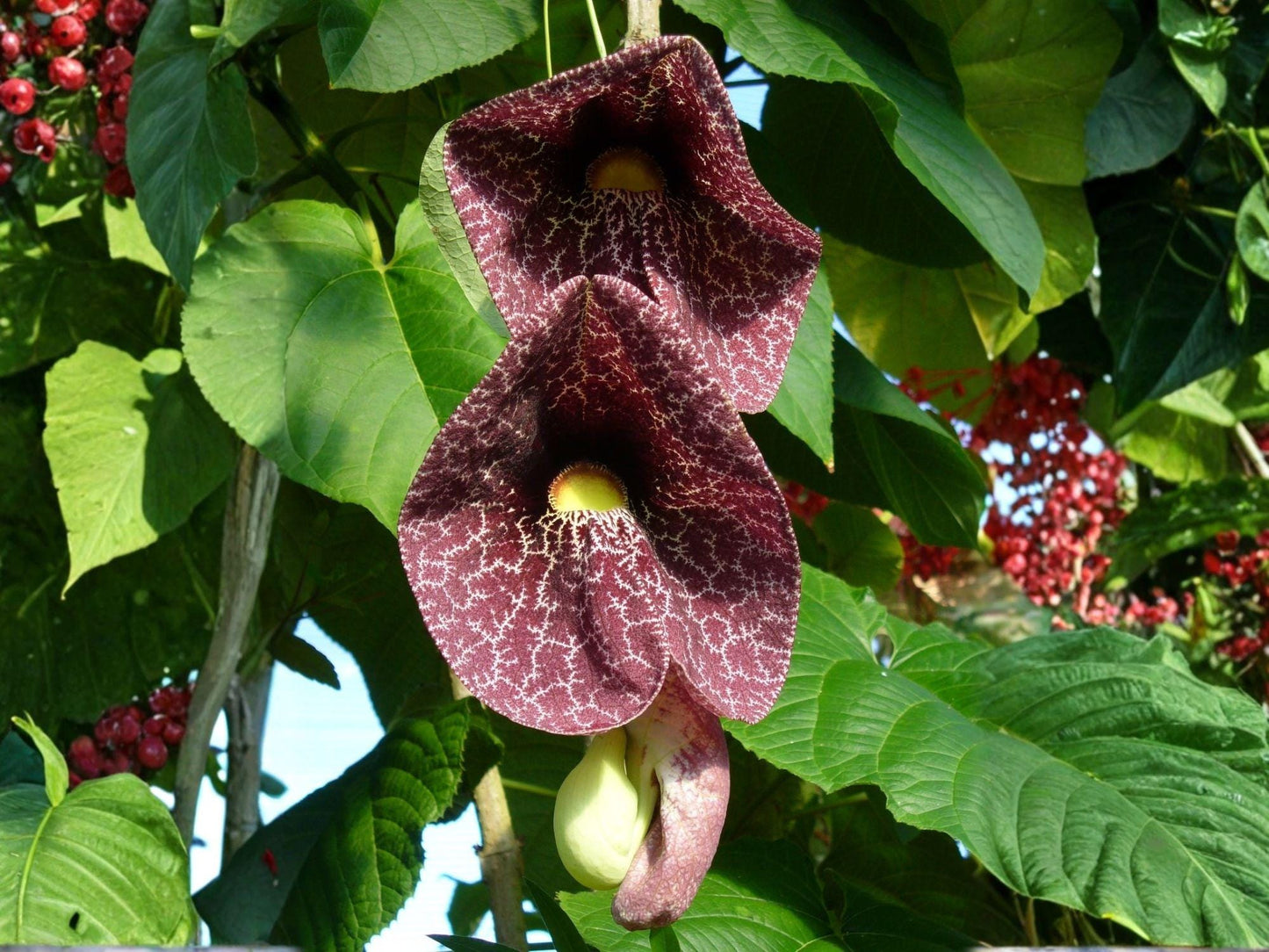 Dutchman's Pipevine Seeds – Aristolochia tomentosa, Native Climbing Vine for Butterfly Gardens & Pollinator Habitat
