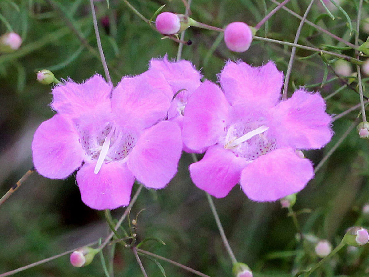 Agalinis Tenuifolia Seeds – 250 Native Pink Wildflower for Prairie Gardens, Pollinator Habitat, Sandy Soils, Annual Plant