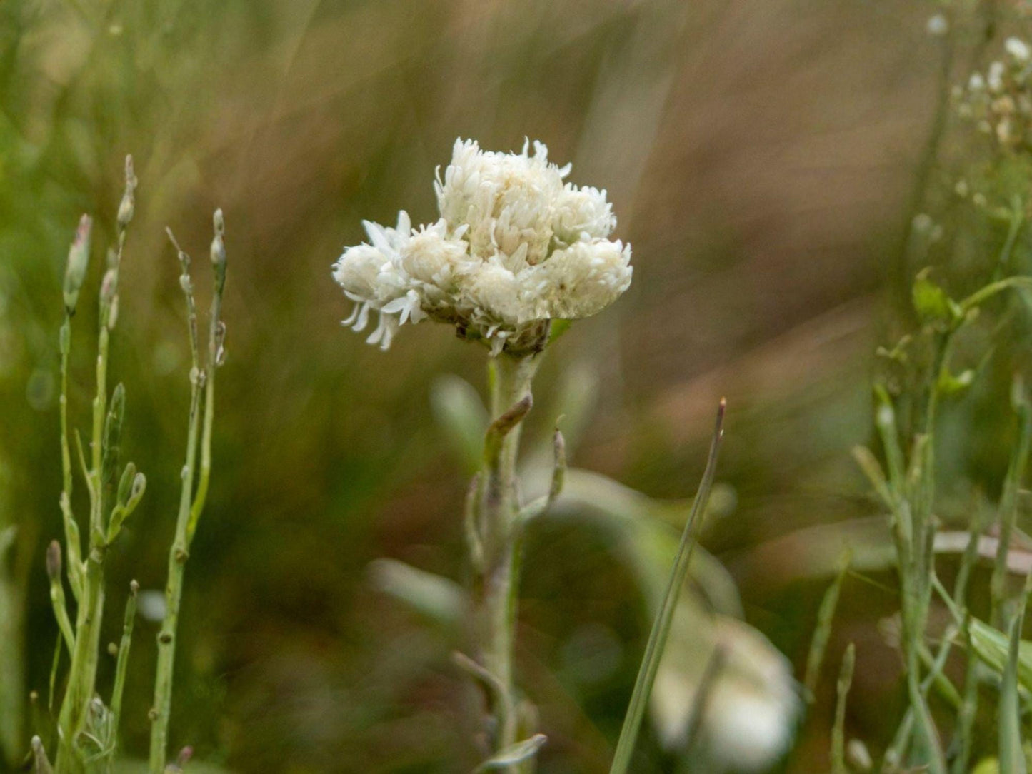 Antennaria neglecta Seeds – Prairie Pussytoes Groundcover – Drought Tolerant Native Wildflower – Pollinator Plant for Xeriscape & Prairie Gardens