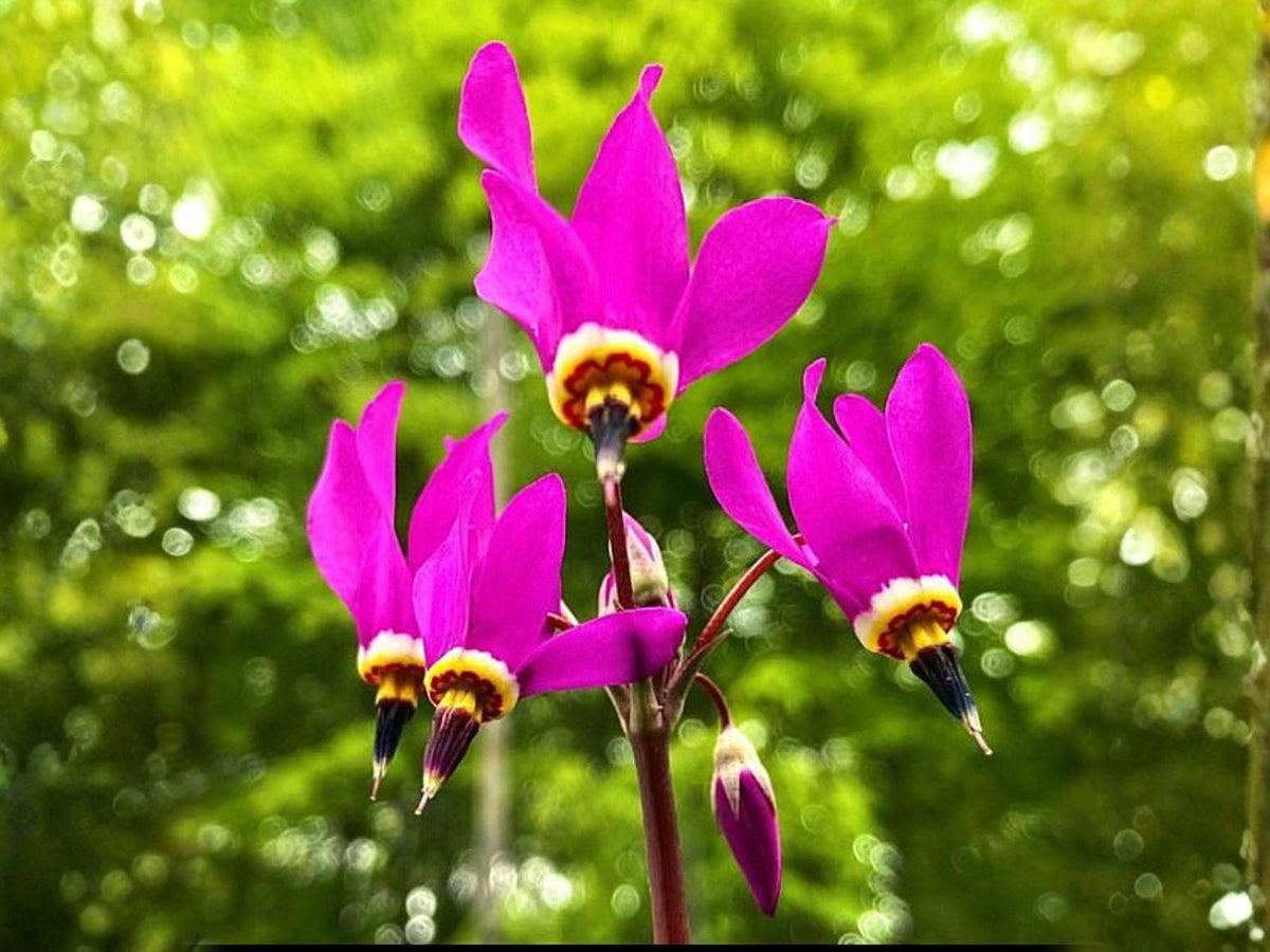 100 Midland Shooting Star Seeds – Pink Native Wildflower Perennial Dodecatheon meadia for Spring Gardens