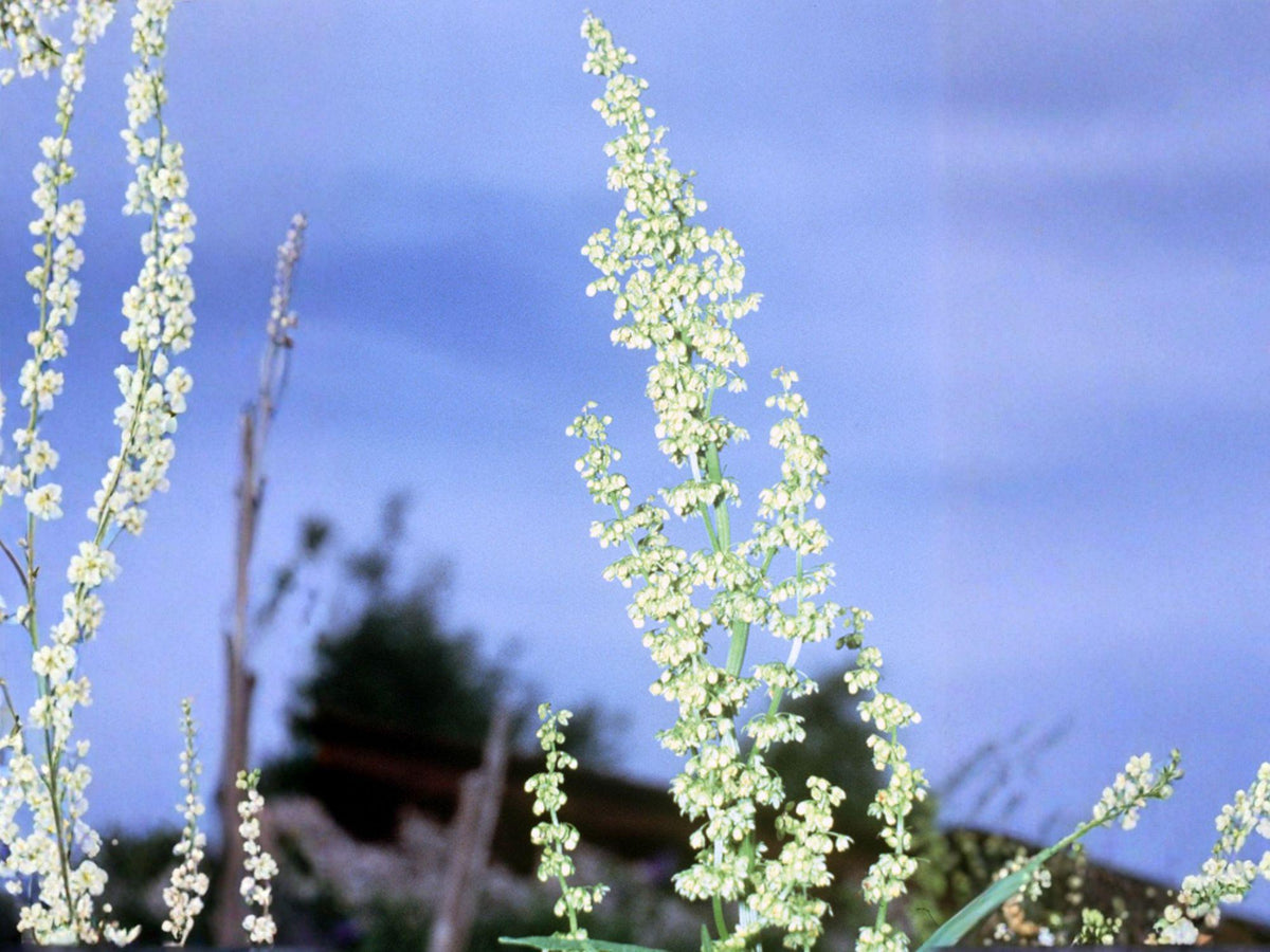 Pale Dock Seeds – Rumex Altissimus, Native Perennial Wildflower for Wet Meadows, Stream Banks & Habitat Restoration, 100 Seeds