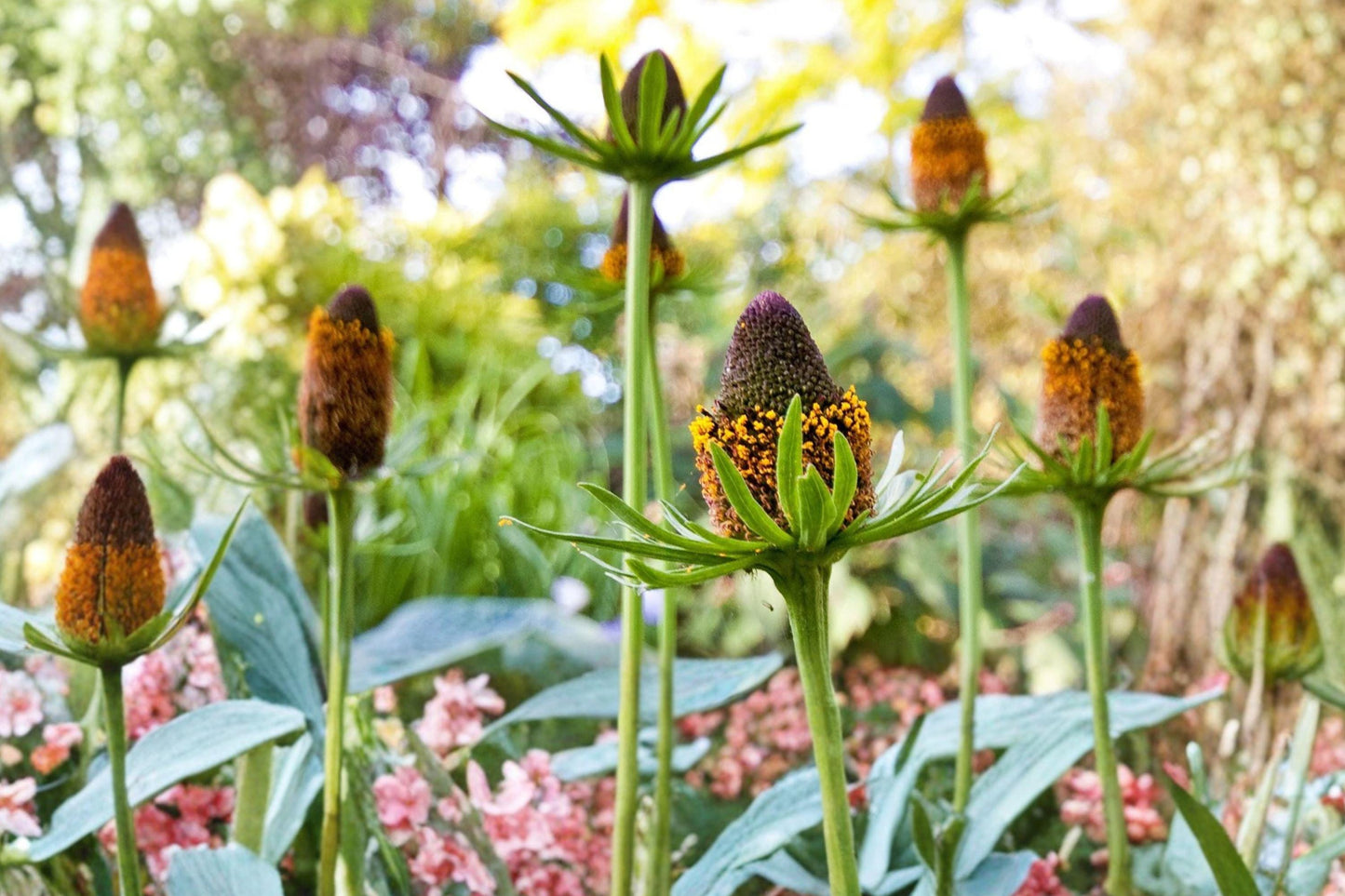 Western Coneflower Seeds – Rudbeckia occidentalis, Native Wildflower for Prairie Gardens & Pollinator Habitats
