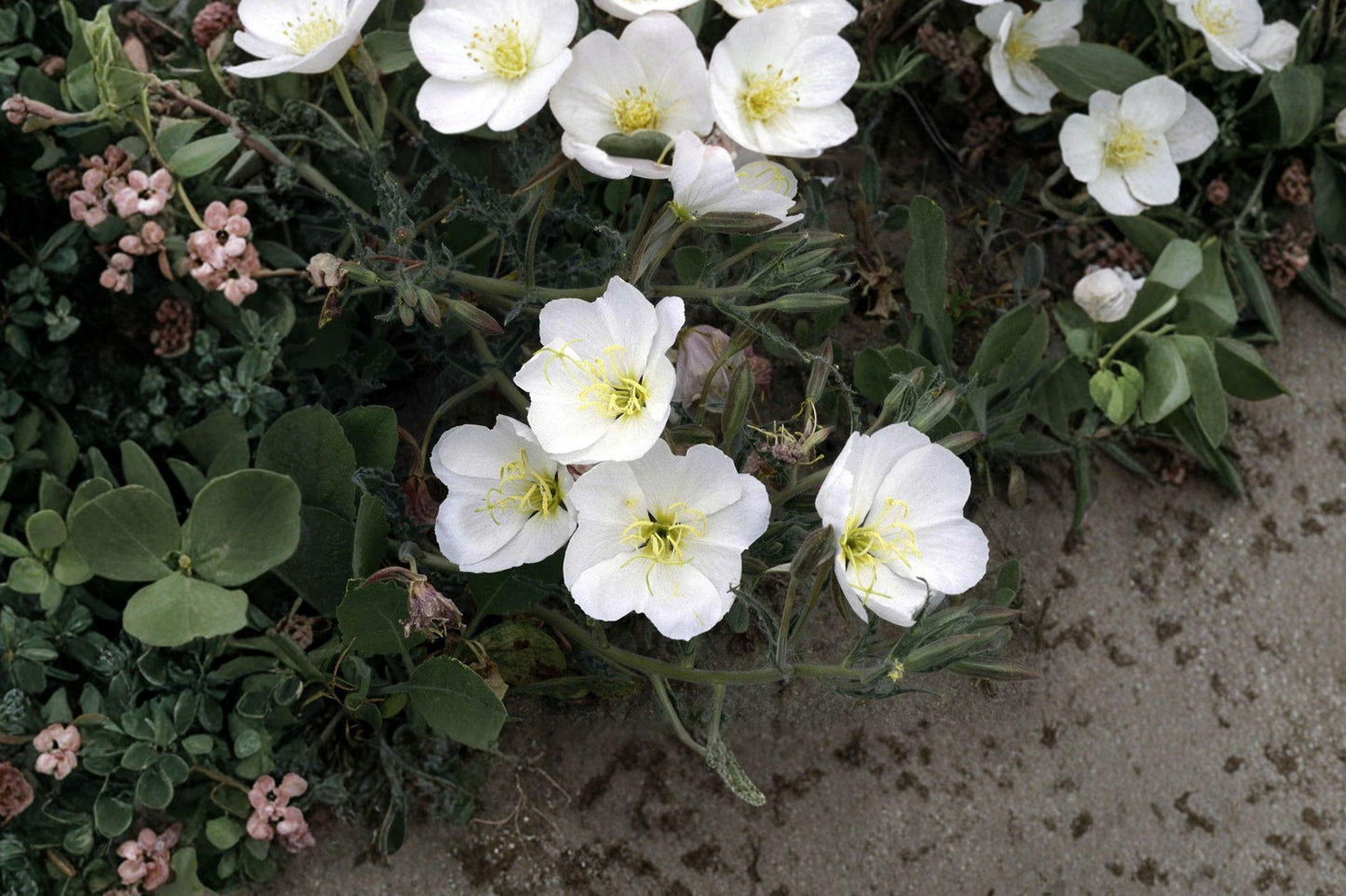 Pale Evening Primrose Seeds – Fragrant White Wildflower for Moon Gardens, Xeriscape, Native Oenothera pallida, Drought Tolerant Perennial