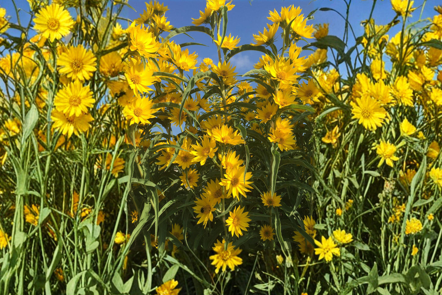 Maximilian Sunflower Seeds - Tall Native Prairie Perennial for Pollinator Gardens - Helianthus maximiliani