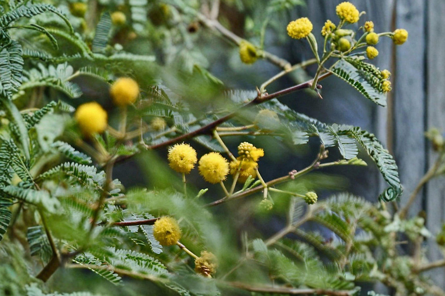 Acacia Nilotica Seeds - Gum Arabic Tree, Medicinal Tropical Tree, Vachellia nilotica, Drought Tolerant, Ornamental, Agroforestry