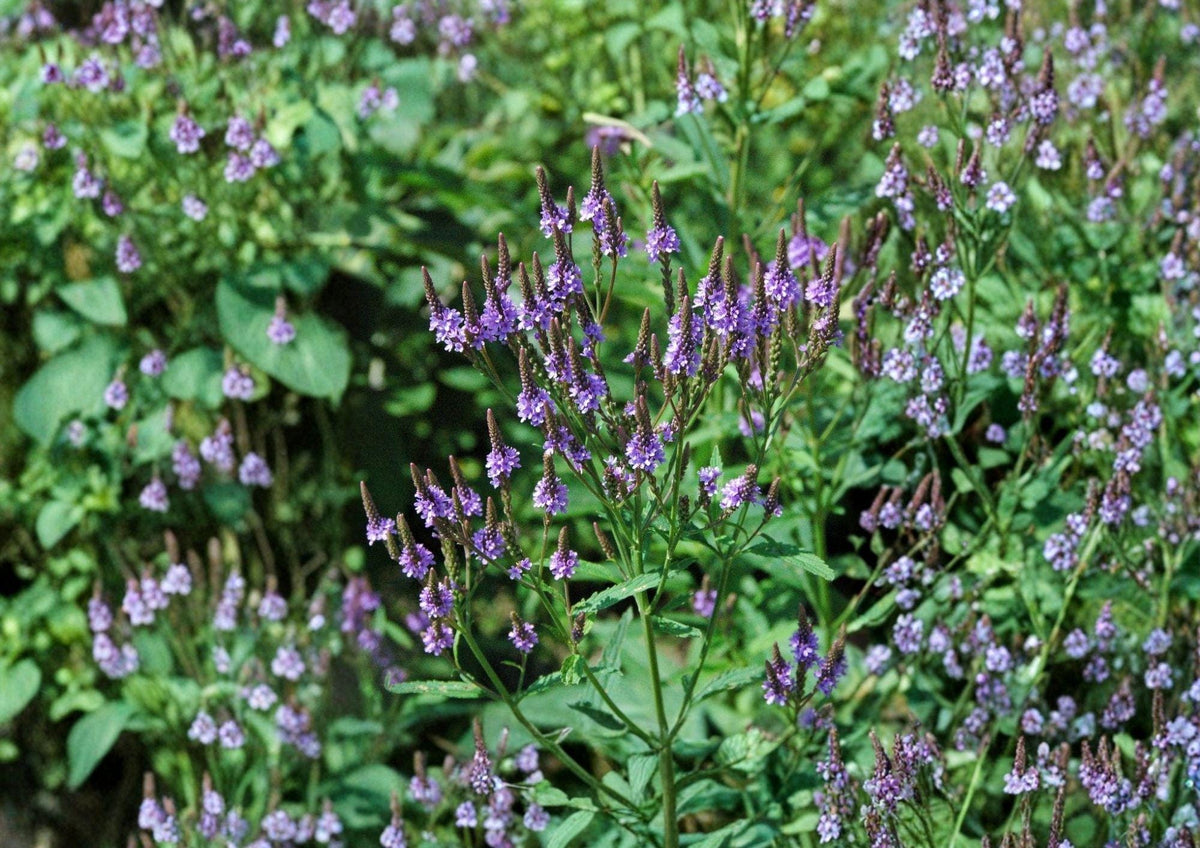 Blue Vervain Seeds - Verbena hastata Native Pollinator Wildflower for Wetlands, Meadows & Streambanks, 100 Seeds