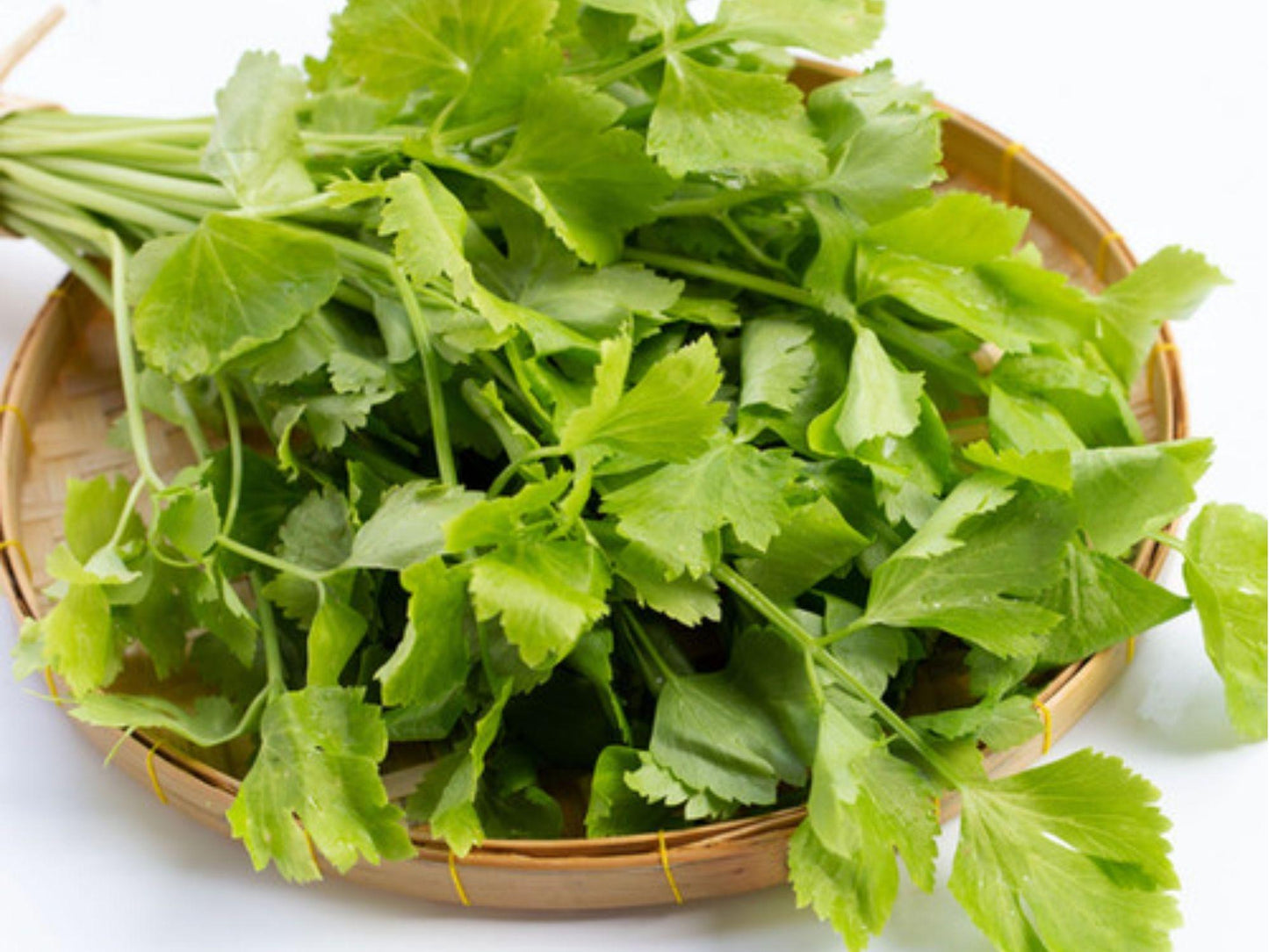 Chinese Celery Seeds – 1000 Heirloom Non-GMO Kintsai, Aromatic Dark Green Leaves, Compact Growth, Asian Cuisine