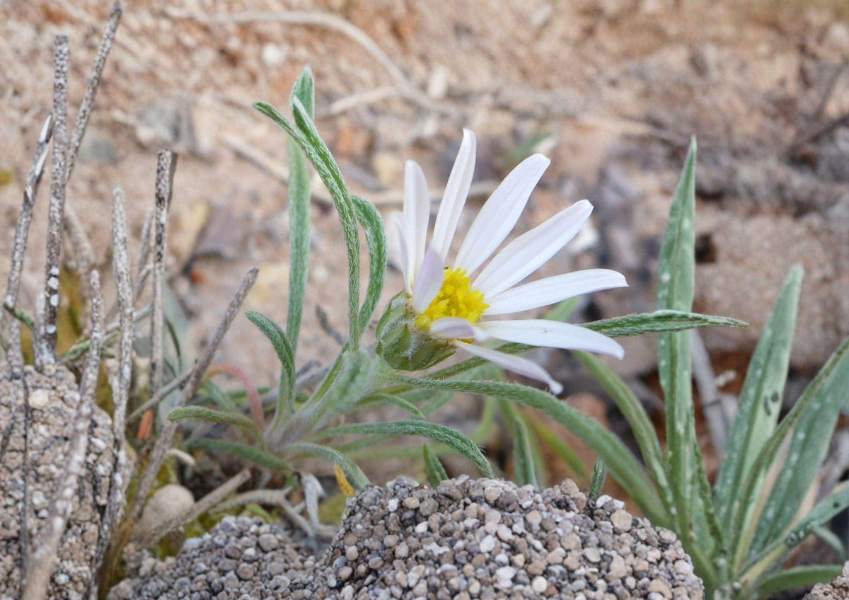 Fendler's Easter Daisy Seeds - Native Pink Wildflower, Rock Garden Perennial, Townsendia fendleri, Drought Tolerant, 100 Seeds